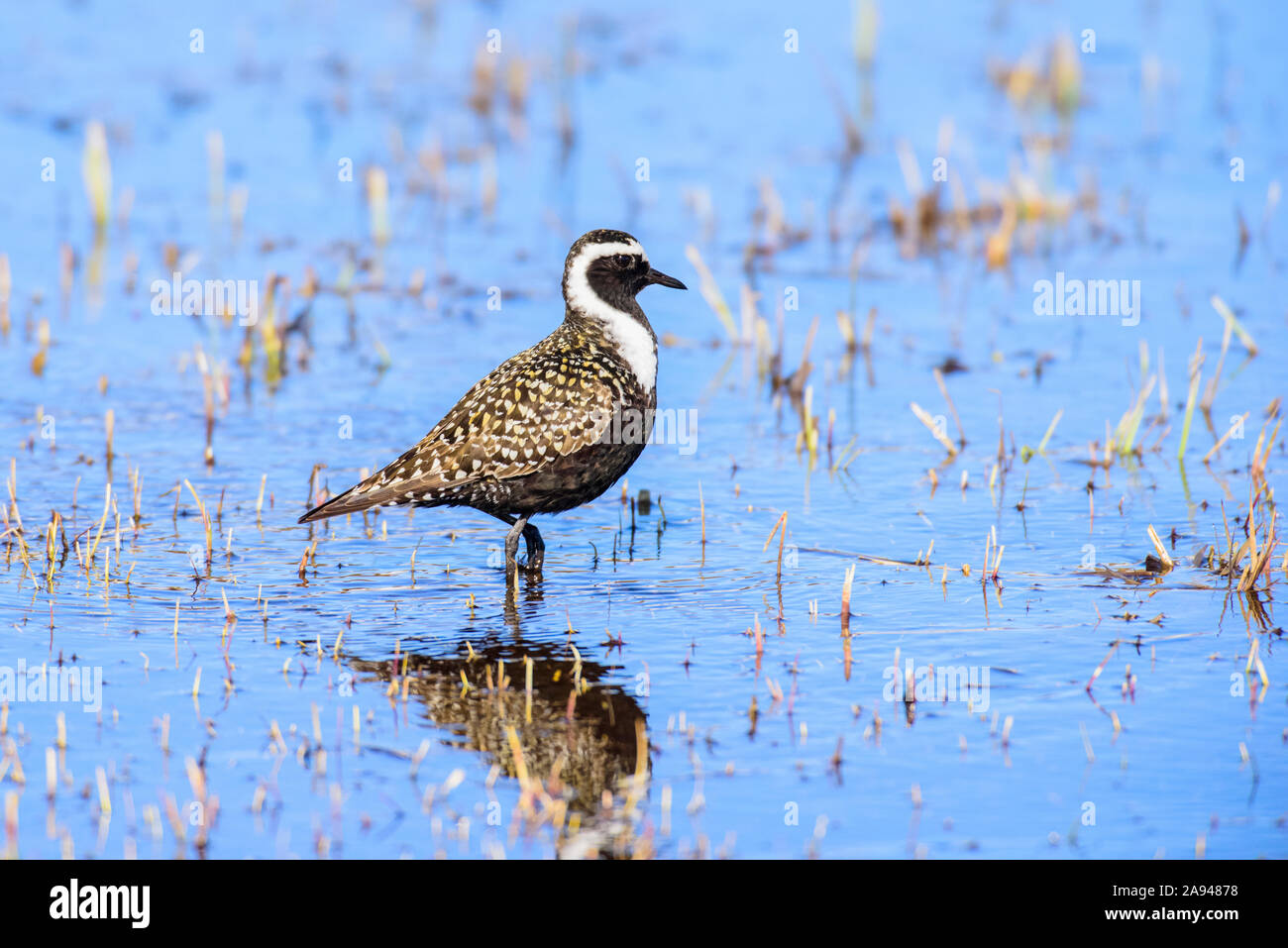 Plover d'oro americano (Pluvialis dominica) In allevamento piumaggio guado in stagno poco profondo vicino Utqiagvik (Ex Barrow) sulla North Slope dell'Alaska Foto Stock