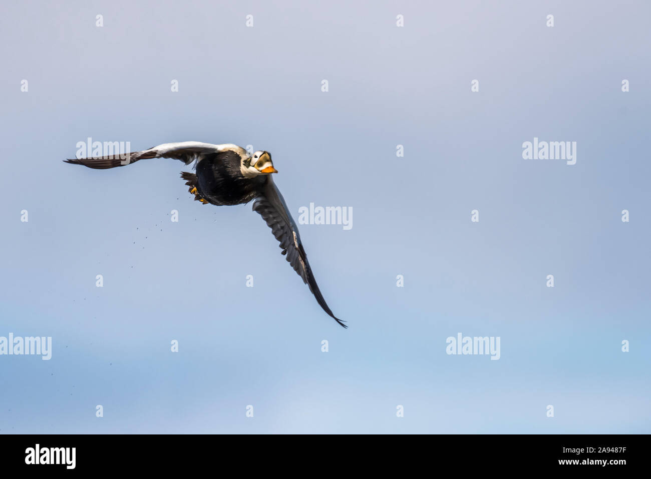 Eider maschile con spectacled (Somateria fischeri) In riproduzione piombo volare vicino Utqiagvik (ex Barrow) Sulla North Slope dell'Alaska Foto Stock