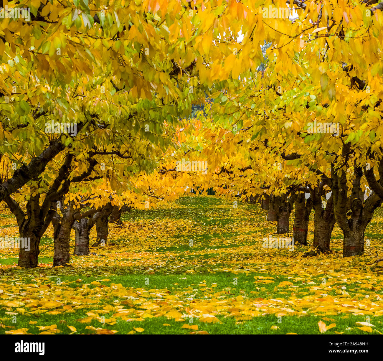 Ciliegi in un frutteto in autunno con fogliame in colori autunnali brillanti, Okanagan; British Columbia, Canada Foto Stock