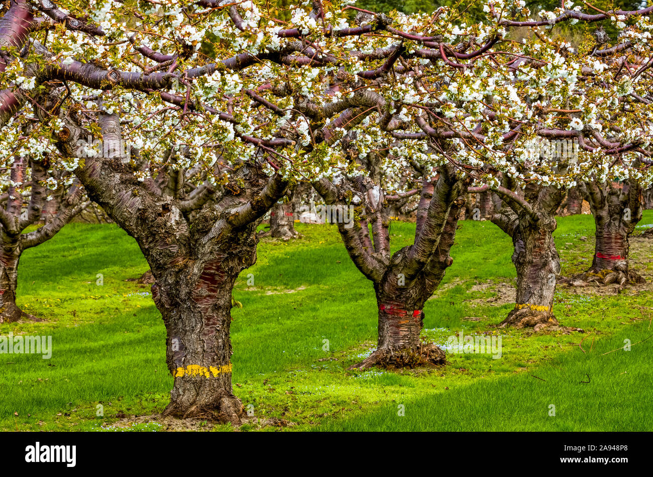 Frutteto di ciliegie in fiore in primavera, Okanagan; British Columbia, Canada Foto Stock