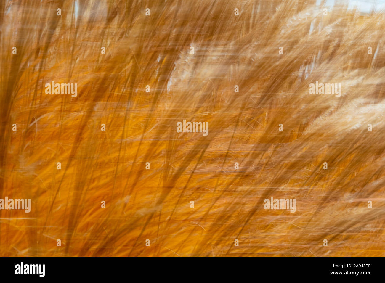 Erbe d'oro che soffiano nel vento; Canada Foto Stock