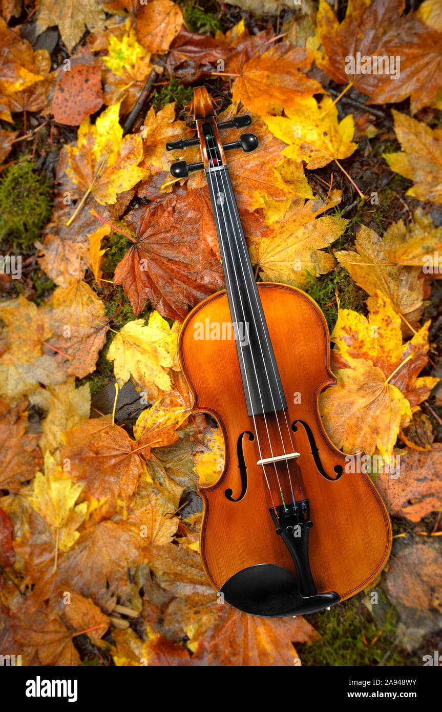 Violino giacente sul rosso e arancio in autunno Acero lascia lo sfondo Foto Stock
