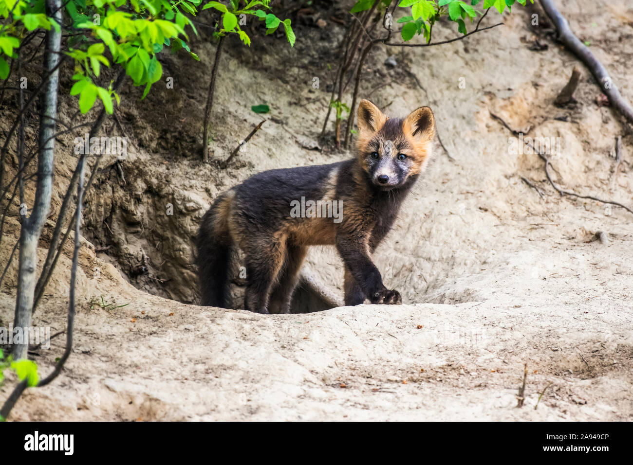 Red Fox (Vulpes vulpes) kit, Cross Fox fase colore, che emerge dalla sua den burrow vicino Fairbanks; Alaska, Stati Uniti d'America Foto Stock