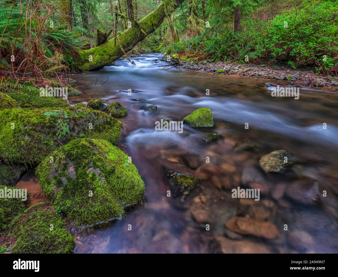 Ruscello che attraversa la foresta pluviale da qualche parte lungo la costa dell'Oregon; Oregon, Stati Uniti d'America Foto Stock