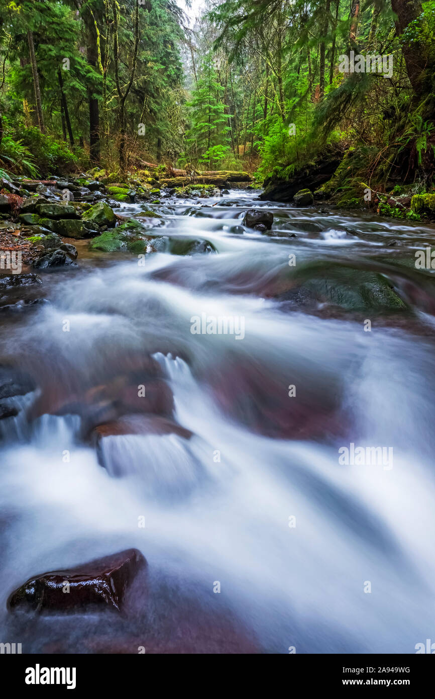 Ruscello che attraversa la foresta pluviale della costa dell'Oregon; Oregon, Stati Uniti d'America Foto Stock