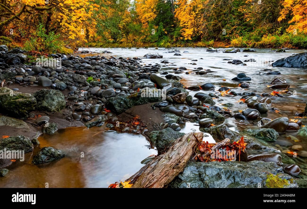 Foresta pluviale e fiume in colori autunnali; Oregon, Stati Uniti d'America Foto Stock