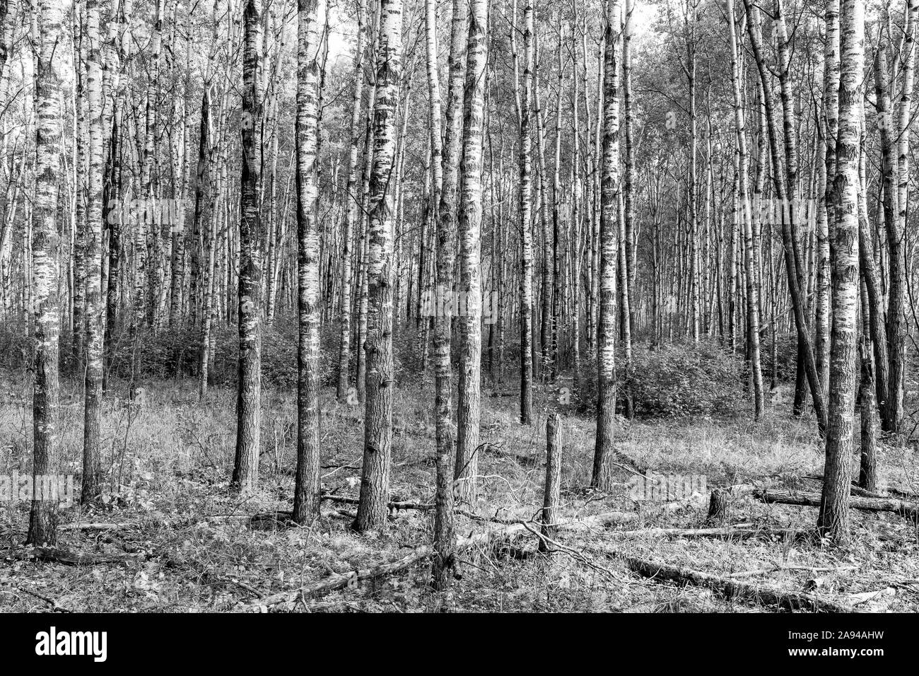 Foresta di alberi di Aspen; Saskatchewan, Canada Foto Stock