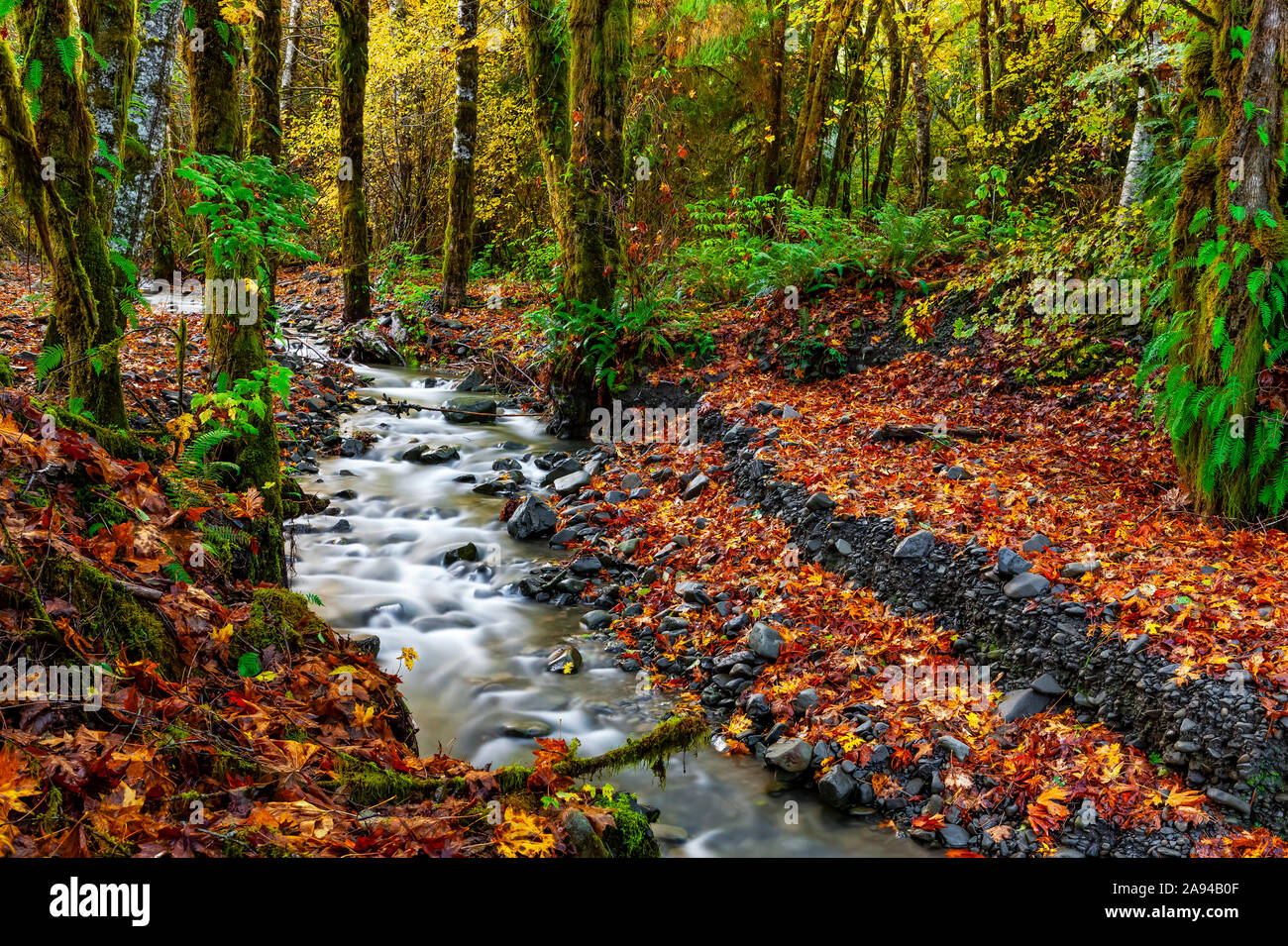 Creek che scorre attraverso una foresta pluviale in autunno; Oregon, Stati Uniti d'America Foto Stock