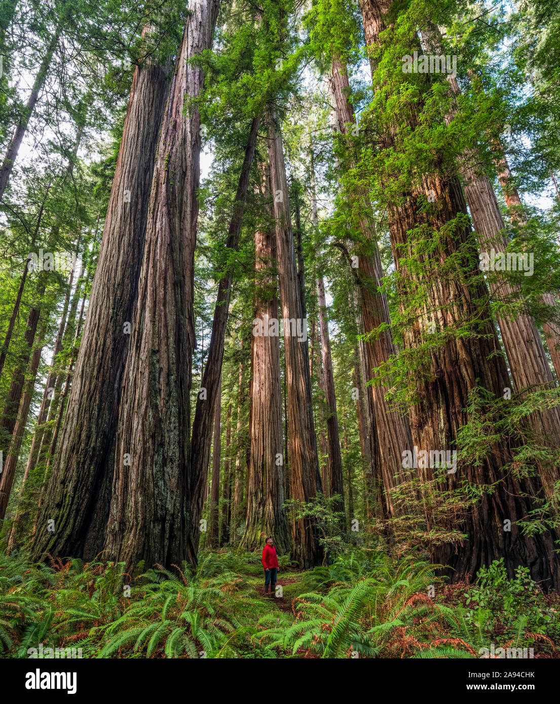 Uomo in piedi nelle foreste di sequoie della California settentrionale. Gli alberi sono enormi e raggiungono il cielo; California, Stati Uniti d'America Foto Stock
