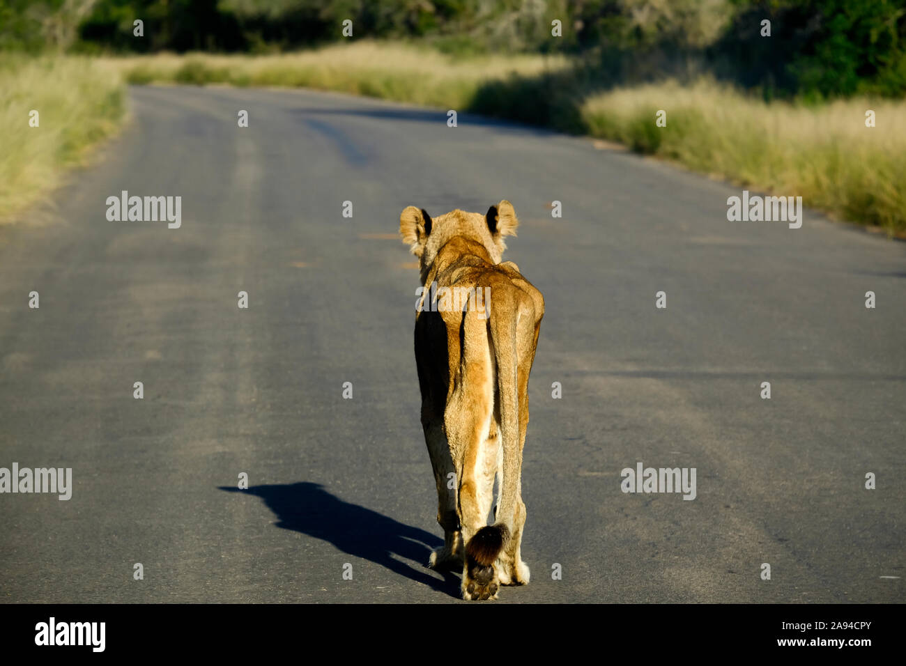 Lonely vecchio e skinny leonessa africana a camminare su una strada asfaltata Foto Stock