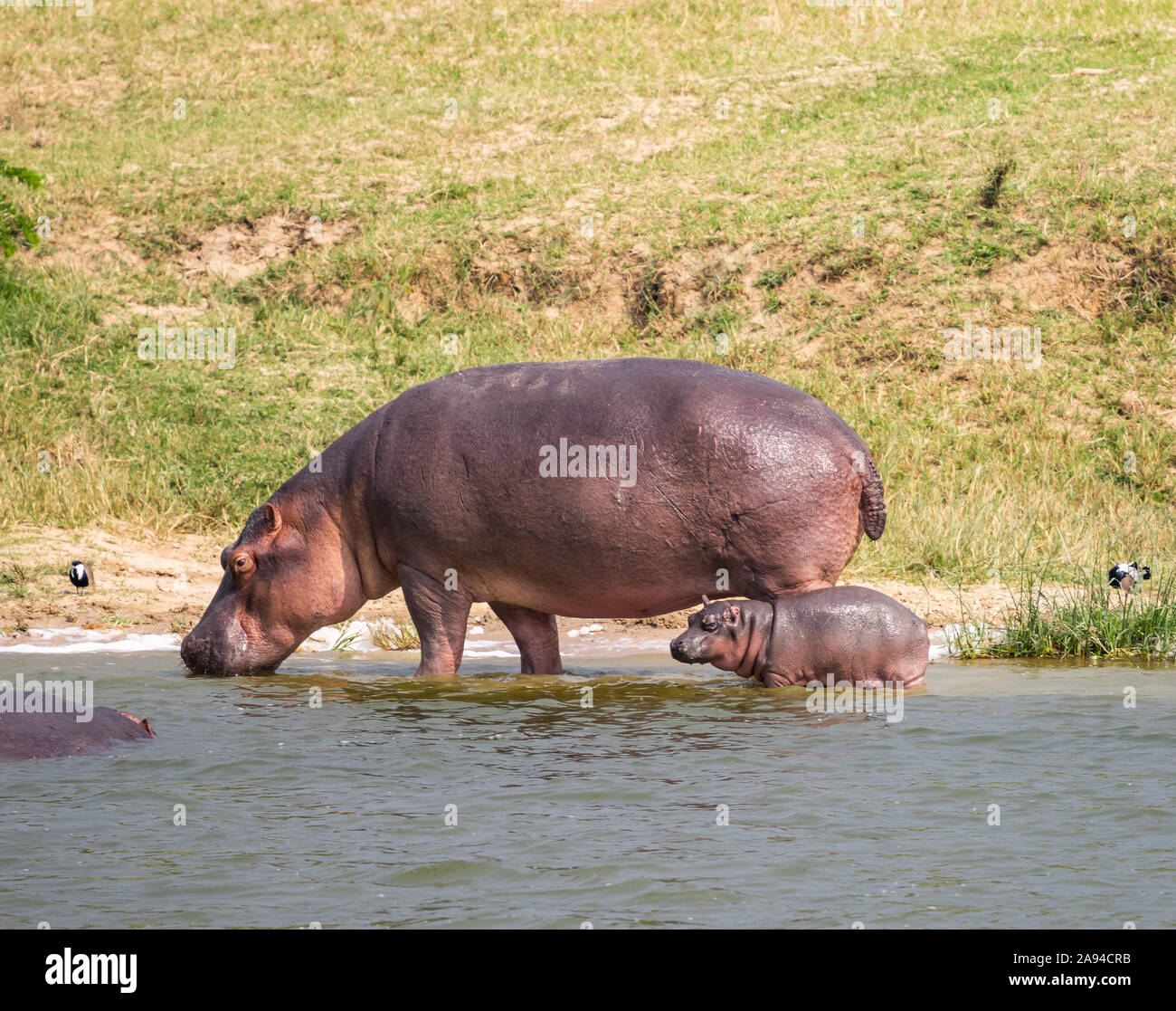 Ippopotamo e vitello (ippopotamo anfibio) in Kazinga Channel, Queen Elizabeth National Park; Regione Occidentale, Uganda Foto Stock