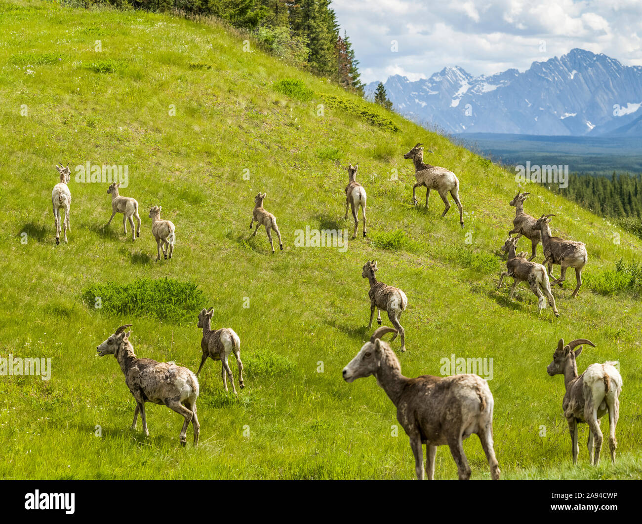 Pecora di montagna rocciosa (Ovis c. canadensis) lungo la Bighorn Highway in Kananaskis Country, Peter Loughheed Provincial Park Foto Stock