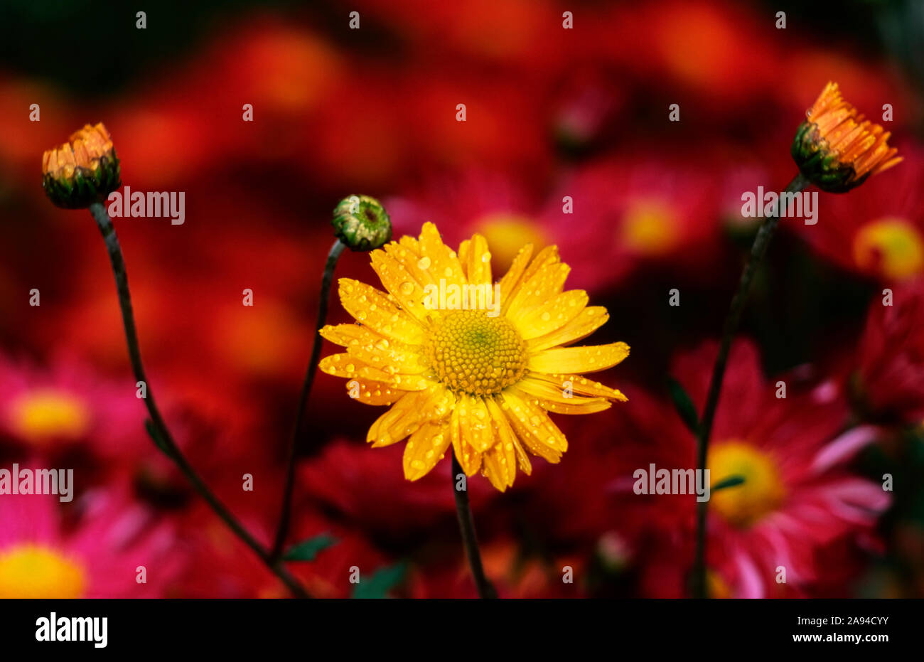 Crisantemi coreani (Asteraceae), Giardino Botanico di New York; Bronx, New York, Stati Uniti d'America Foto Stock