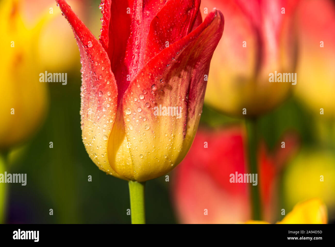 Tulipani trionfali in fiore, 'Apertif' (Liliaceae), Giardino Botanico di New York; Bronx, New York, Stati Uniti d'America Foto Stock