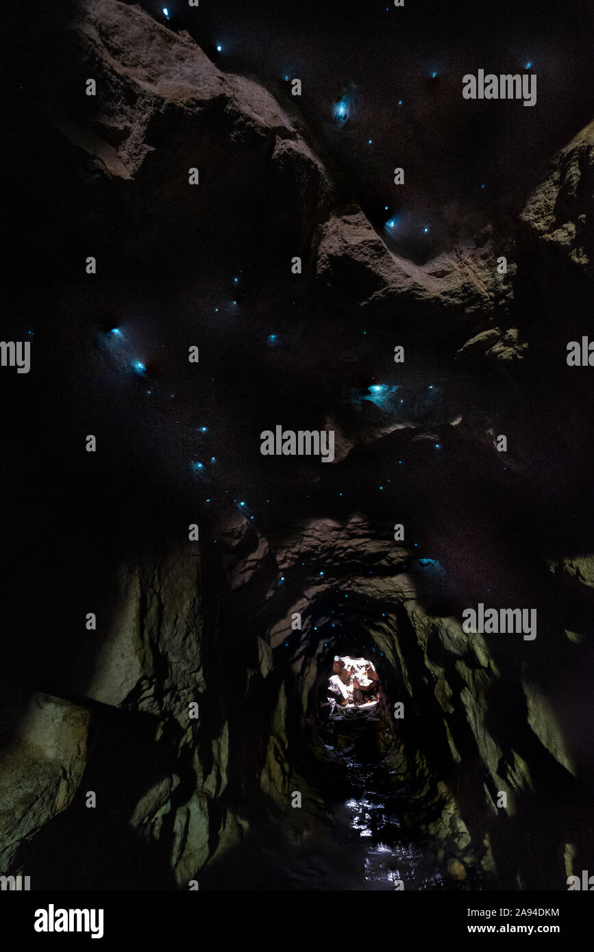 Lucciole illuminare il soffitto di una grotta con loro la bioluminescenza Foto Stock
