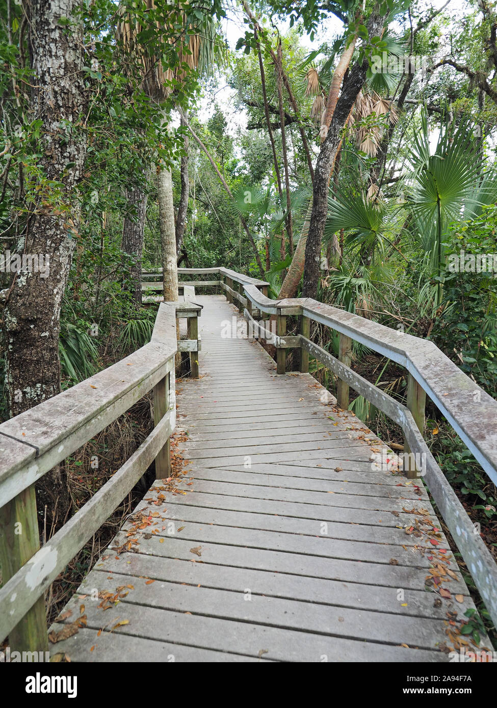Parco nazionale delle Everglades, Florida - Gennaio 3, 2019: Mogano Amaca Boardwalk attraverso dense foreste subtropicali d'inverno. Foto Stock
