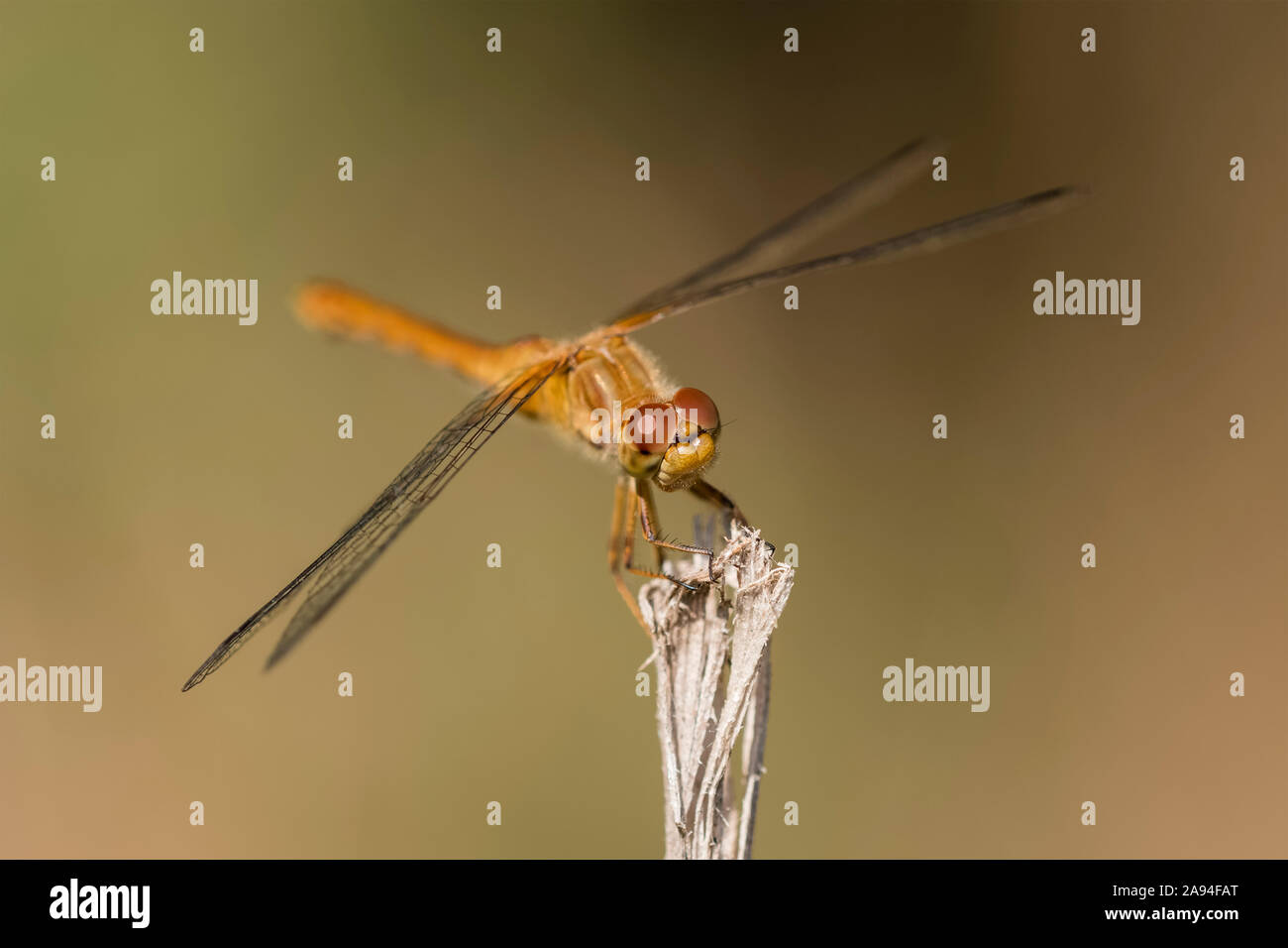 Un Dragonfly Meadowhawk (Sympetrum) si trova su un fusto in un prato dell'Oregon; Astoria, Oregon, Stati Uniti d'America Foto Stock
