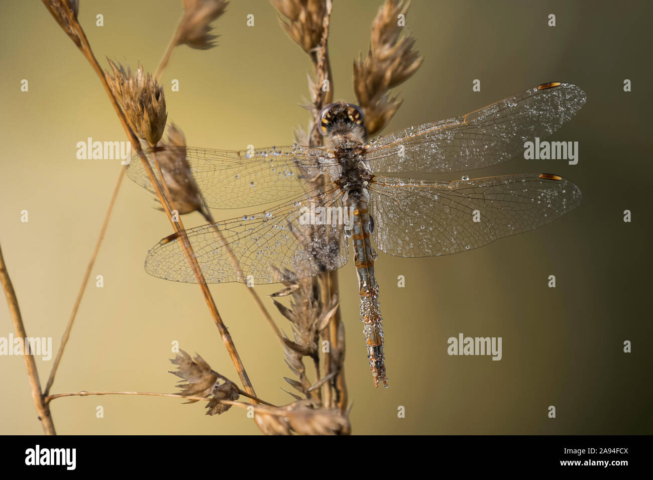 Una variegata Dragonfly Meadowhawk (Sympetrum) asciuga la rugiada dalle sue ali in una mattina estiva; Astoria, Oregon, Stati Uniti d'America Foto Stock