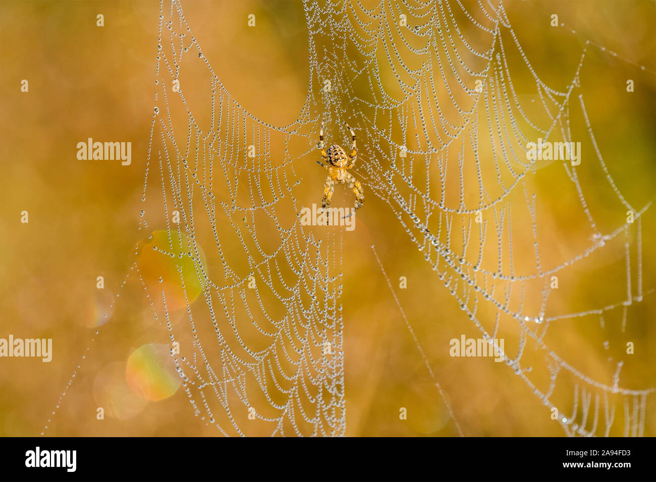 European Garden Spiders (Araneus diadematus) si illumina in una luce dorata del mattino in un prato dell'Oregon; Astoria, Oregon, Stati Uniti d'America Foto Stock