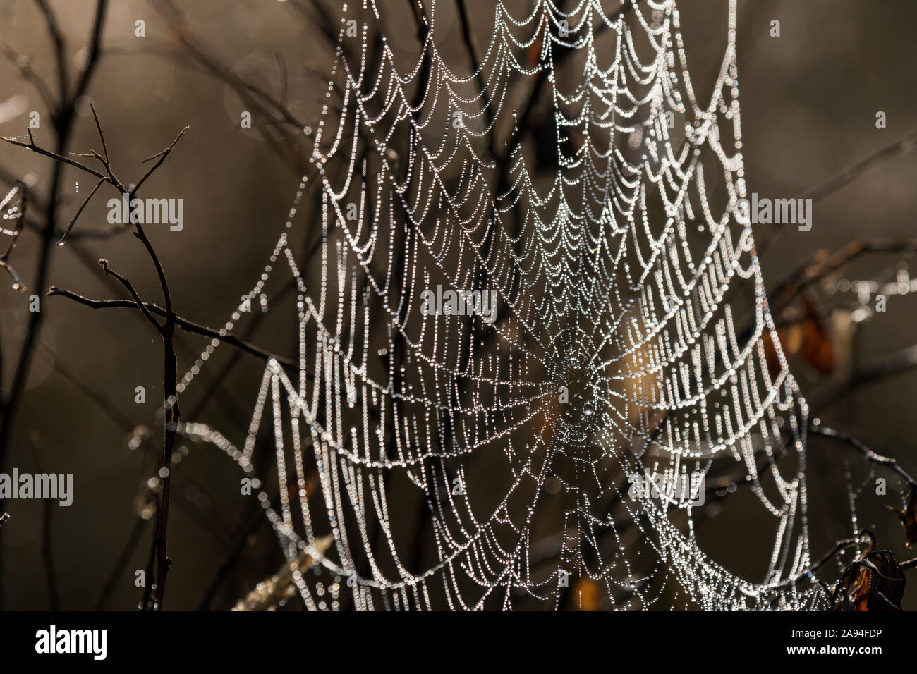 Un ragno tessitore di Orb tesse una rete oscura in un prato dell'Oregon; Astoria, Oregon, Stati Uniti d'America Foto Stock