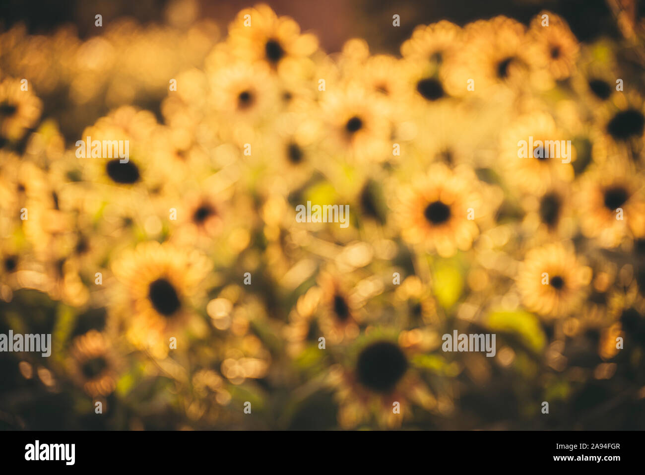Estratto di semi di girasole Foto Stock