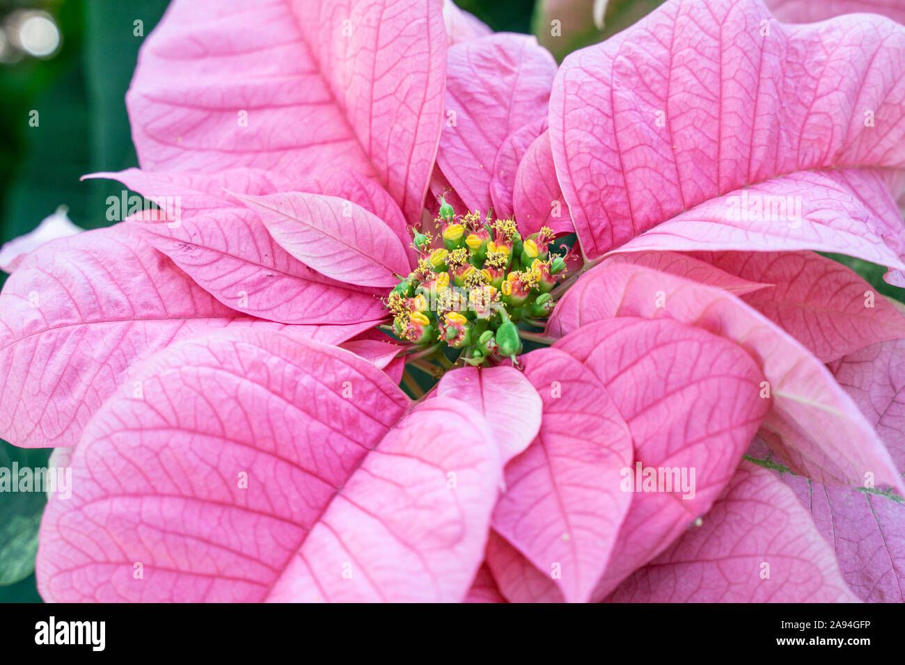 Poinsettia rosa che fiorisce in serra, pronto per la stagione di Natale. Foto Stock