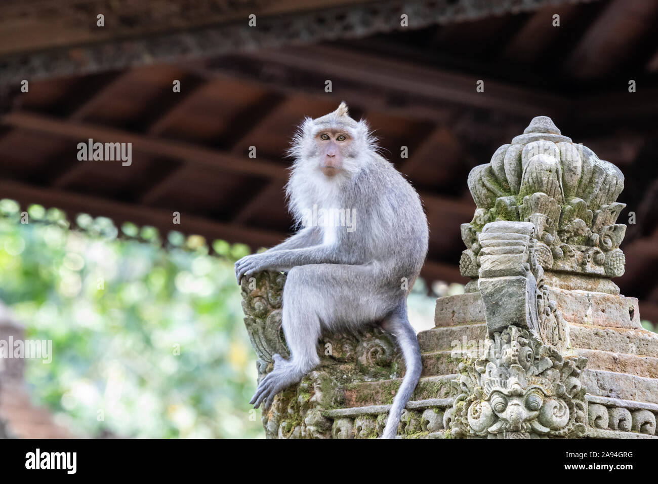 Design Balinese lunga coda di scimmia macaco (), seduta sul monumento di pietra nel sacro tempio delle scimmie. Tetto & giungla verde in background. Ubud, Bali, Indonesia Foto Stock