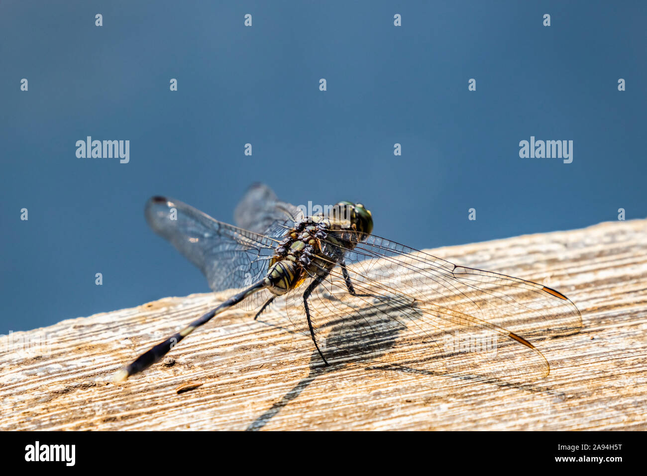 Dragonfly, Giardini Botanici di Bogor; Bogor, Giava Occidentale, Indonesia Foto Stock
