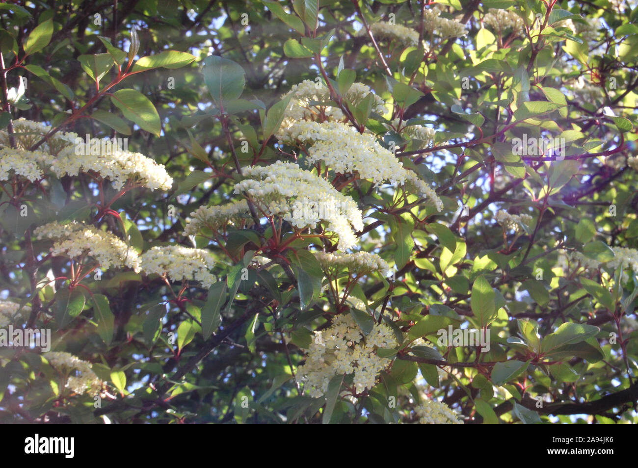 Un'immagine dell'Possumhaw Viburnum tree, un bianco fioritura delle piante con ceroso foglie verde trovati nella pianura costiera e Regione Piemonte della Virginia. Foto Stock