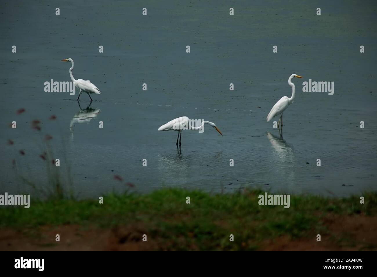 Gli egreti stanno foraging su un laghetto fangoso vicino all'Aeroporto Internazionale Soekarno-Hatta di Giacarta a Rawa Bokor, Tangerang, Banten, Indonesia. Foto Stock