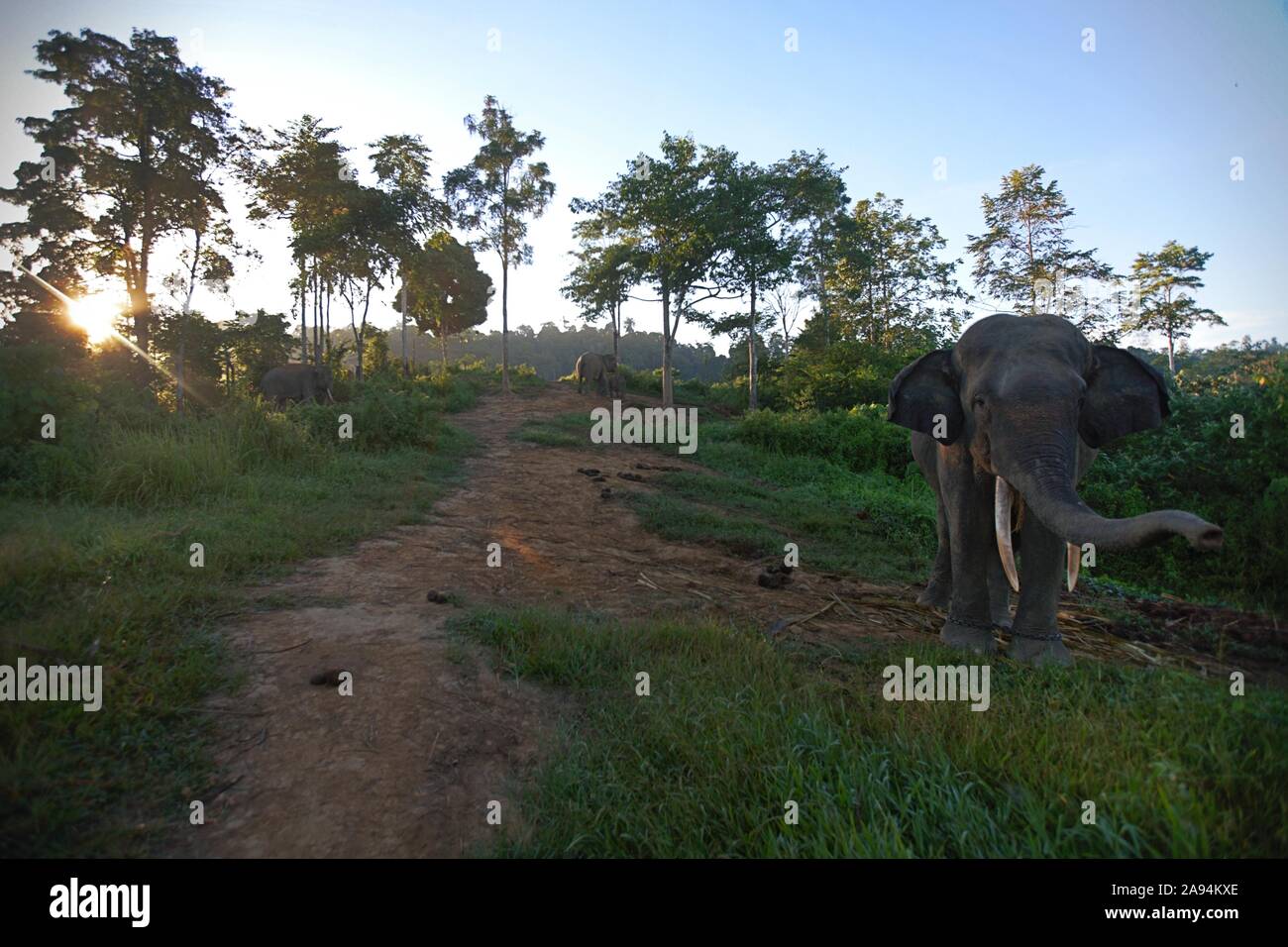 Un elefante di Sumatran nel Parco Nazionale di Bukit Barisan Selatan, Sumatra, Indonesia. Foto Stock