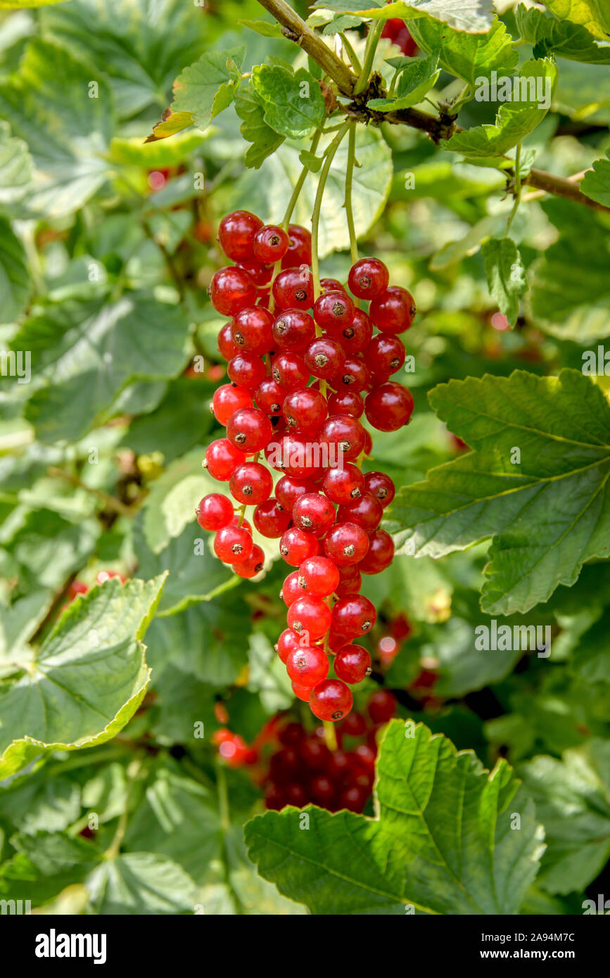 Rote Johannisbeere (Ribes rubrum 'Heinemann's Rote Spätlese") Foto Stock