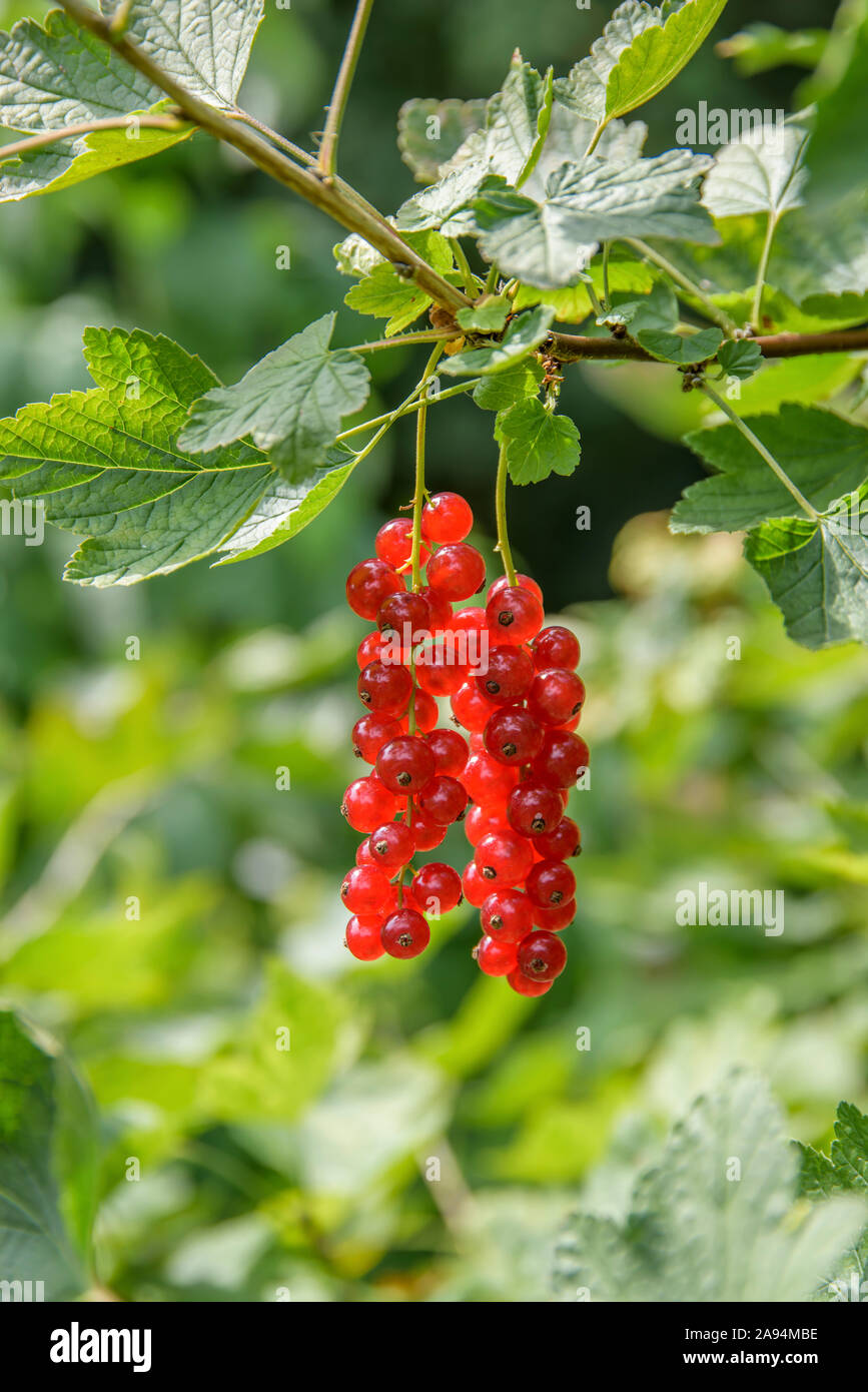 Rote Johannisbeere (Ribes rubrum 'Heinemann's Rote Spätlese") Foto Stock