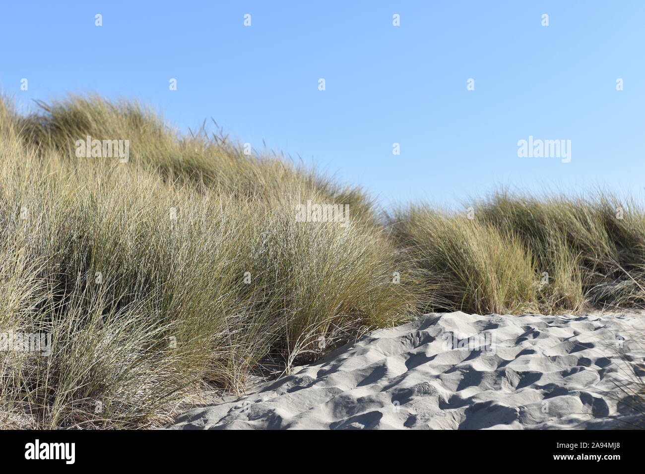 Spiaggia in erba che cresce su una duna sotto un cielo blu. Foto Stock