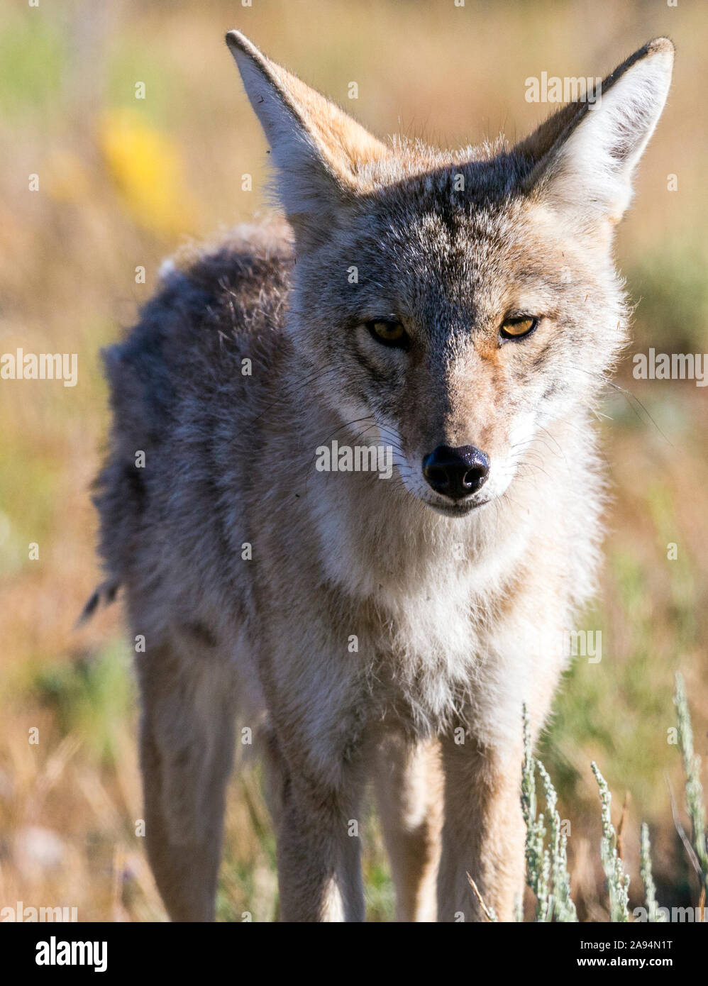 Un wild coyote di scavenging del cibo nel Parco Nazionale di Yellowstone in Wyoming Foto Stock