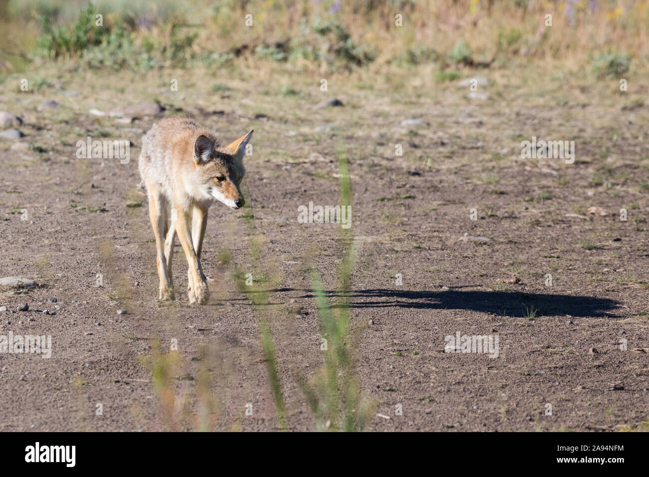 Un wild coyote di scavenging del cibo nel Parco Nazionale di Yellowstone in Wyoming Foto Stock