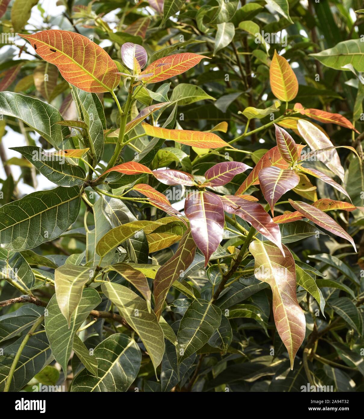 Ficus virens è una pianta del genere Ficus trovato in India. Si tratta di nuove foglie sono più attraente e piena di colore. È anche chiamato Pilkhan. Foto Stock