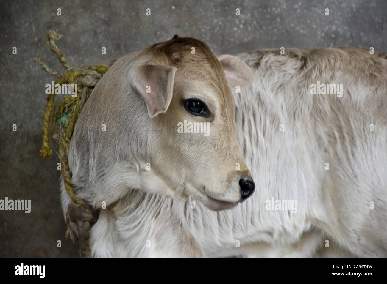 Un vitello in piedi da solo con i suoi occhi la ricerca di sua madre. Foto Stock