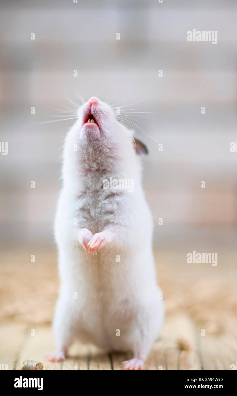Adorabili hamster permanente sulla sua zampa posteriore Foto Stock