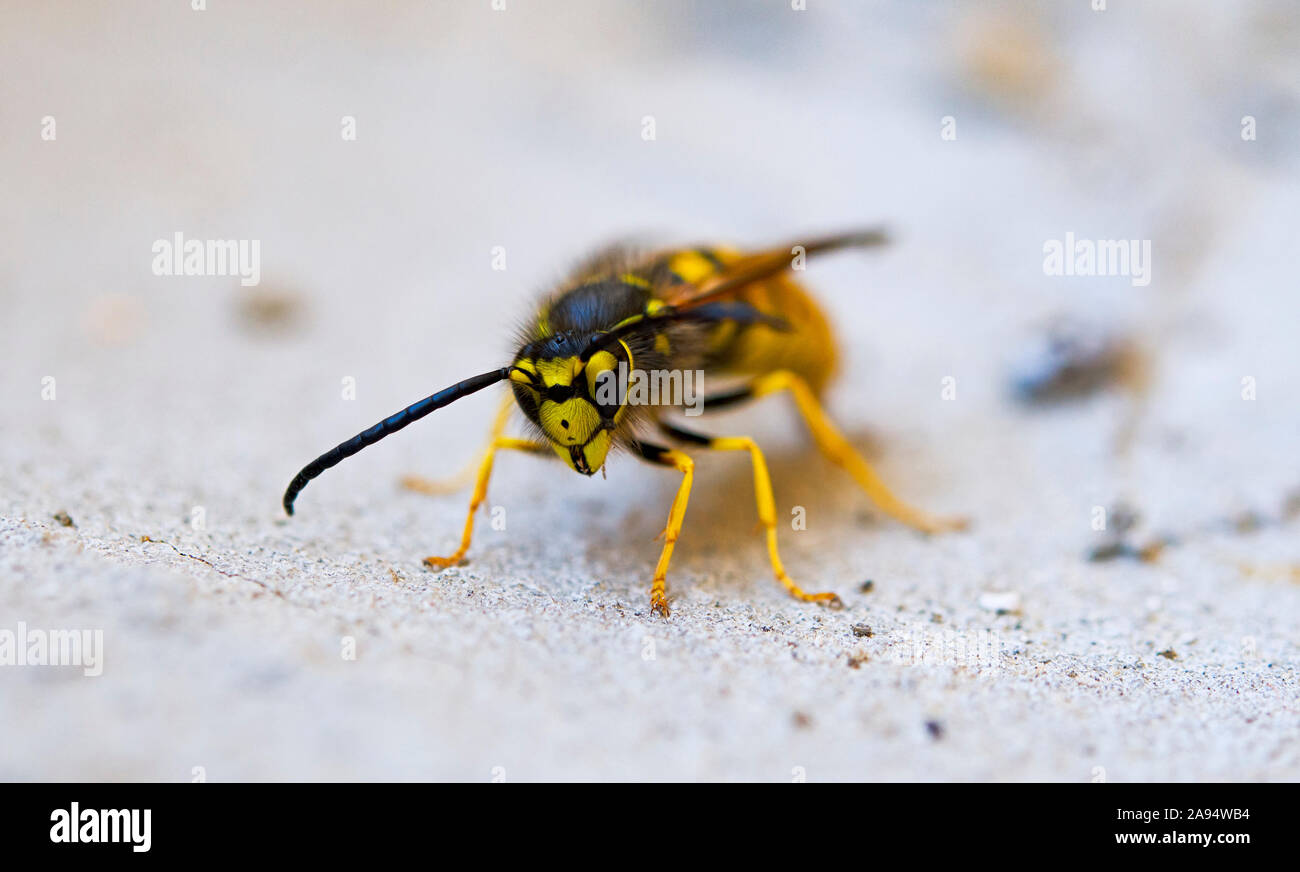 Wasp cercando materiale per il nido Foto Stock