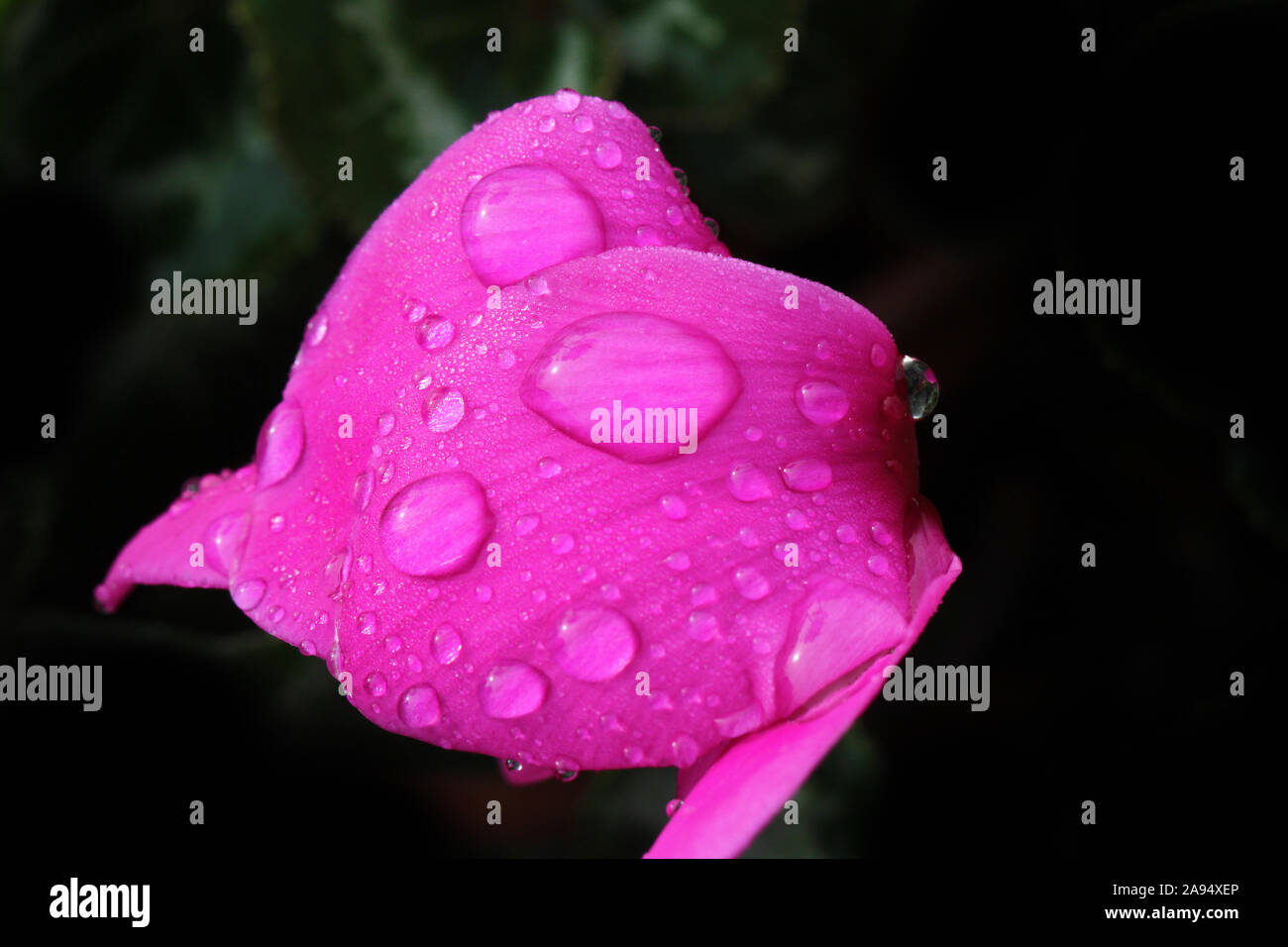 Deep pink ciclamino petali molto vicino con le goccioline di acqua sotto il sole in Italia nella primulaceae famiglia di piante Foto Stock