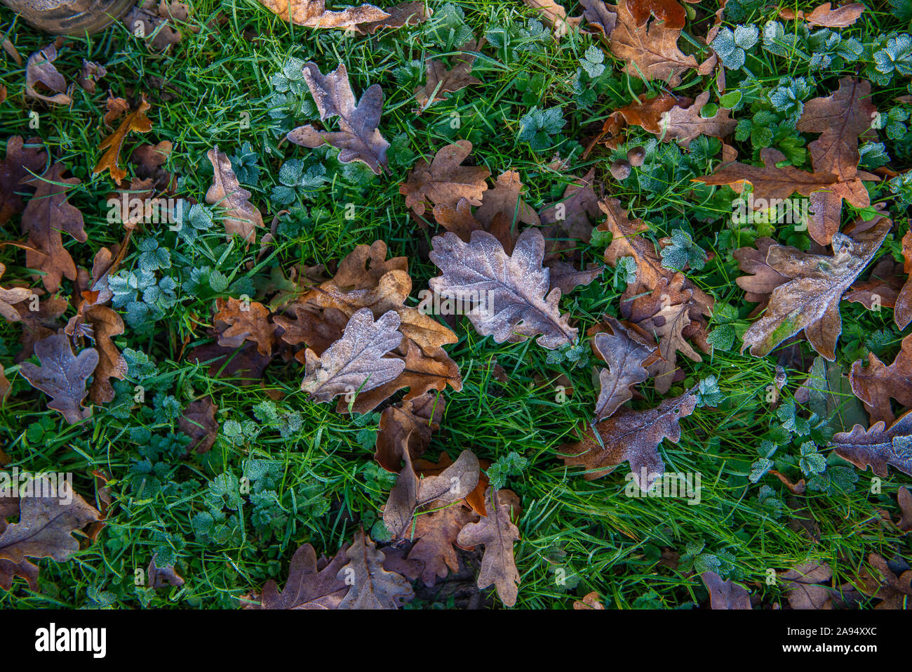 In autunno (caduta) foglie di quercia su frosty erba Foto Stock