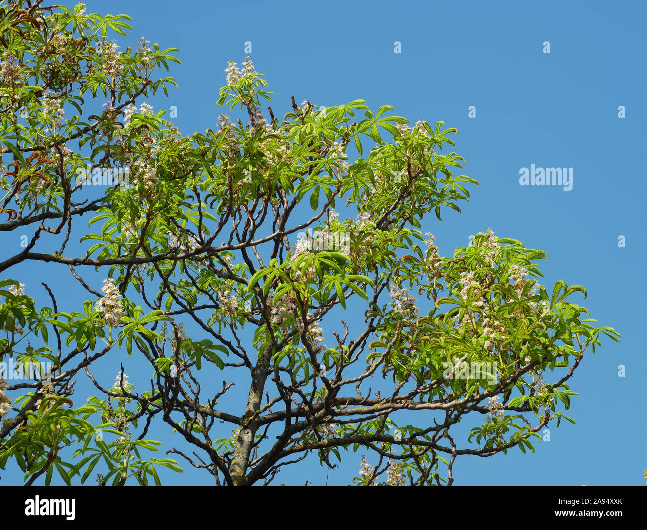 Ippocastano tree (Aesculus hippocastanum) fioritura secondario verso la fine di agosto dopo la caduta delle foglie danneggiate causata dall'infezione da peste b Foto Stock