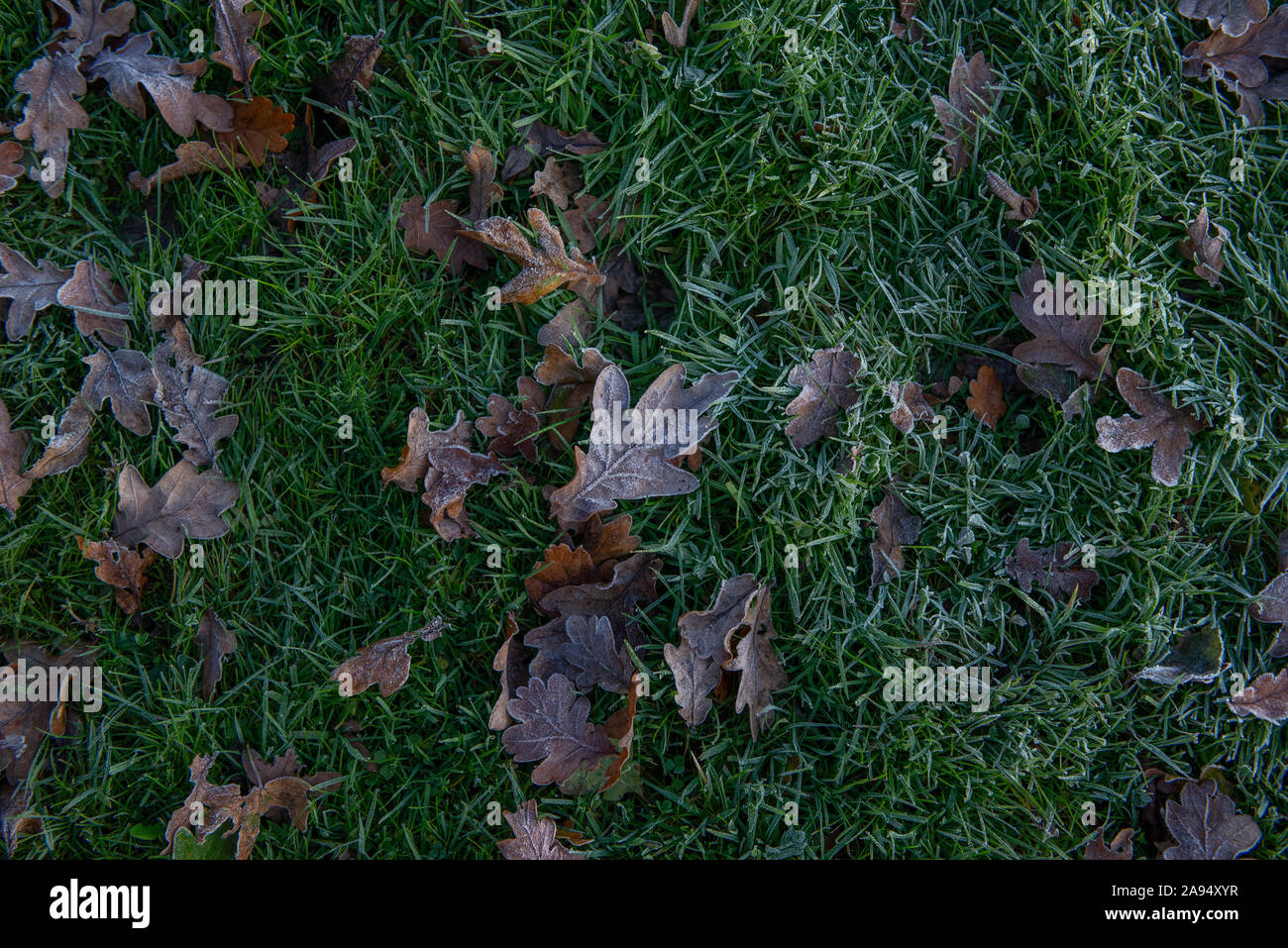 In autunno (caduta) foglie di quercia su frosty erba Foto Stock