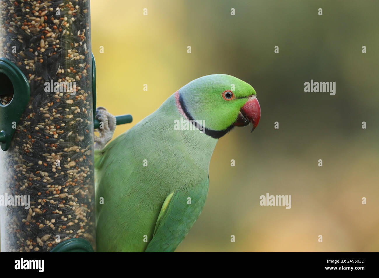 Un bellissimo anello-cervice o rosa-inanellati parrocchetto alimentazione da un alimentatore di sementi. È IL REGNO UNITO più abbondanti naturalizzato parrot. Foto Stock
