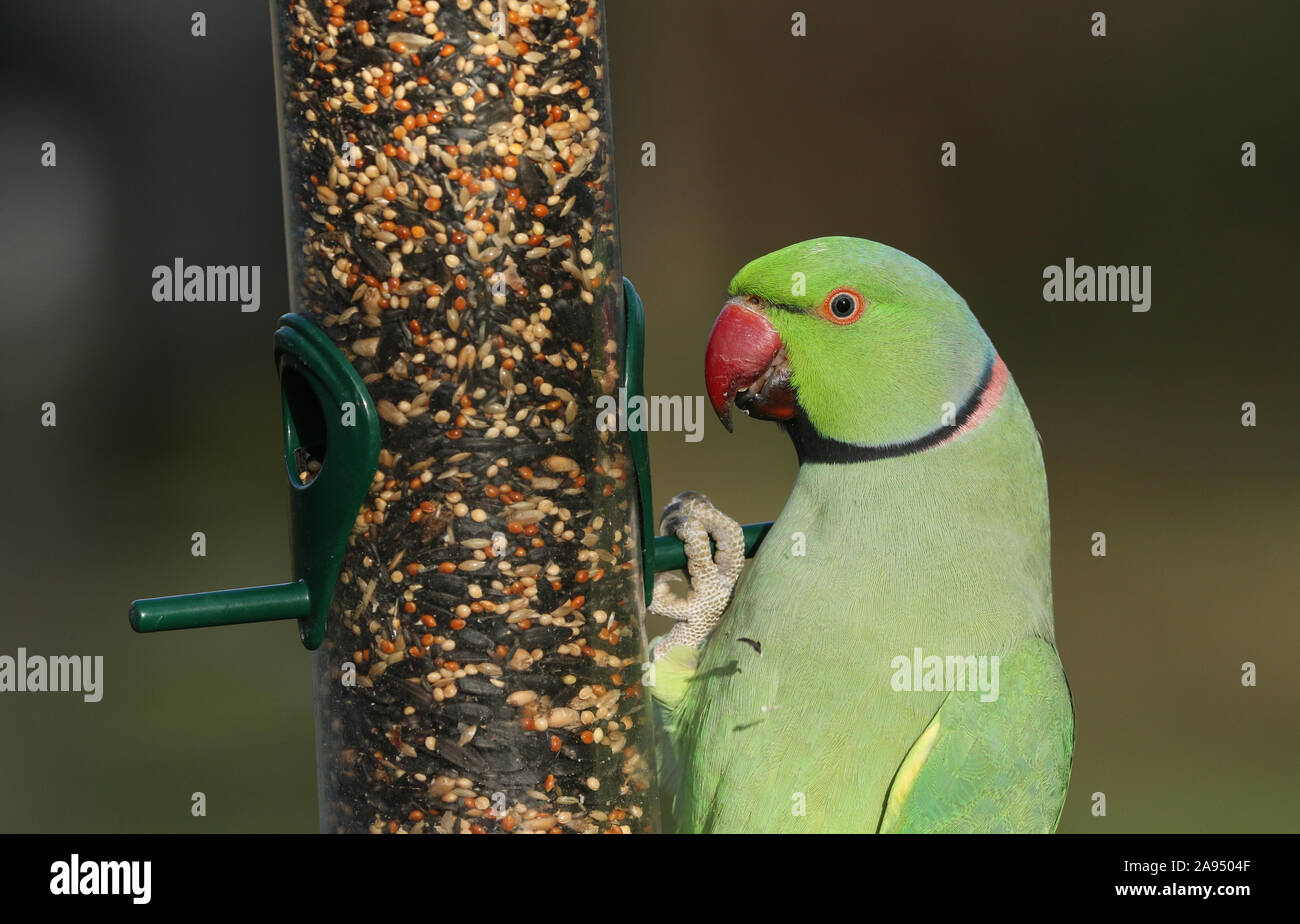 Un bellissimo anello-cervice o rosa-inanellati parrocchetto alimentazione da un alimentatore di sementi. È IL REGNO UNITO più abbondanti naturalizzato parrot. Foto Stock