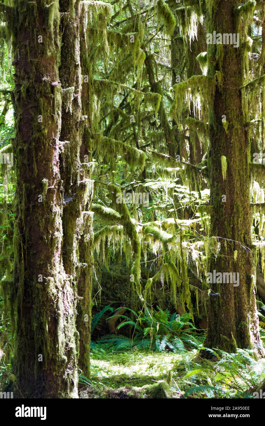 Paesaggio di alberi in Hoh foresta pluviale nel Parco Nazionale di Olympic, la foresta pluviale solo nella parte inferiore 48 Stati Uniti. Foto Stock