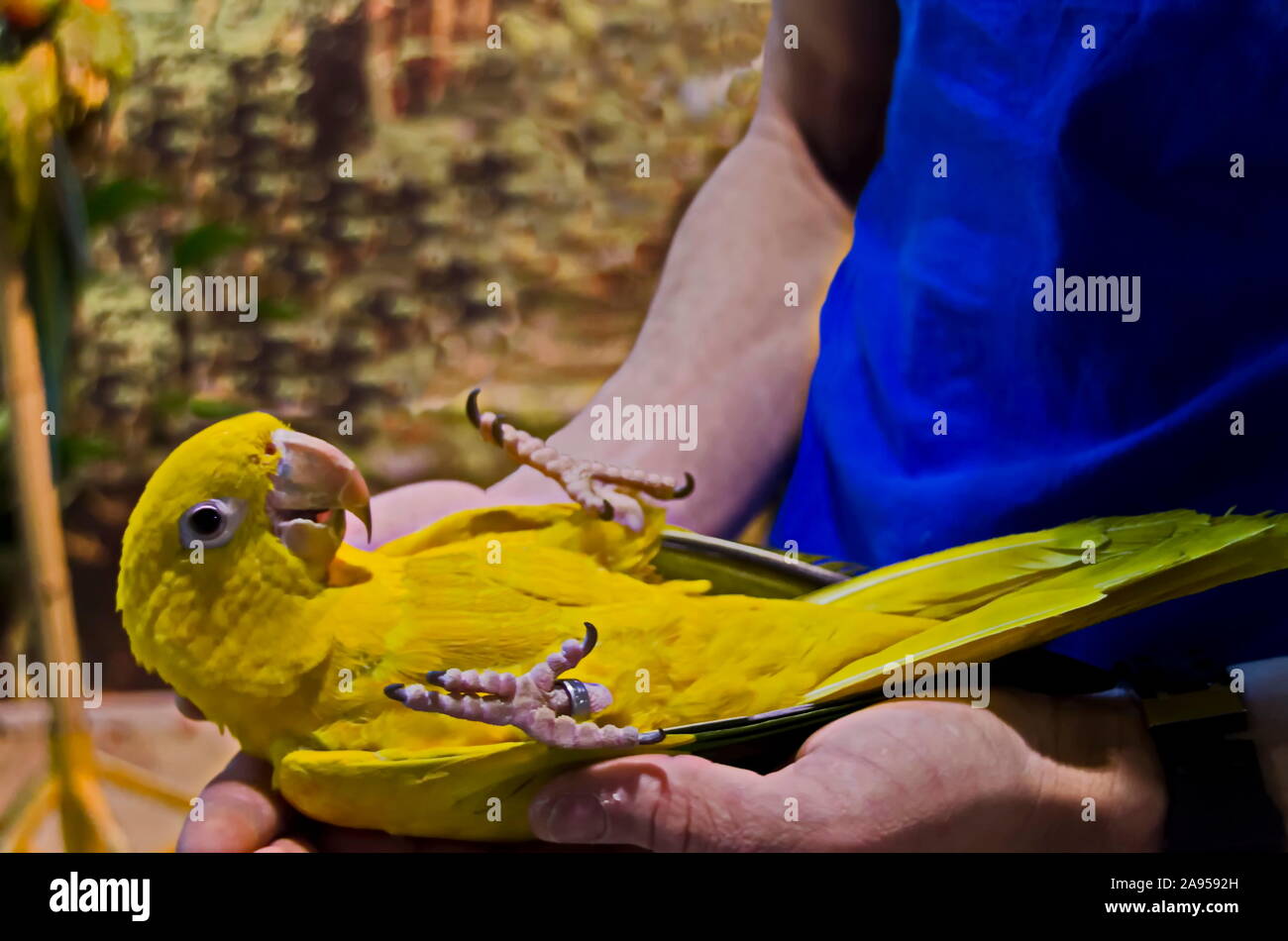 Curioso parrot o psittaciformi miscelato con il verde e il giallo piume giace sul medico la mano, Sofia, Bulgaria Foto Stock