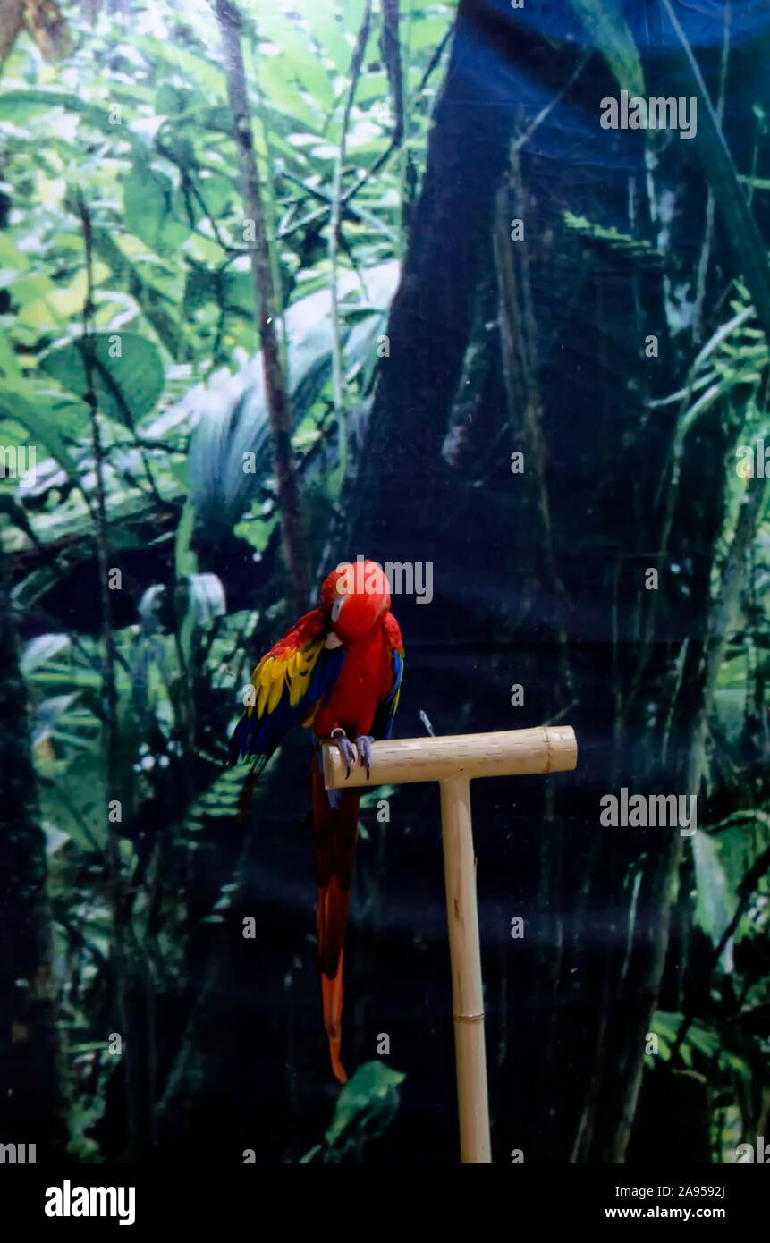 Macaw Scarlet Macaw o ara è un grande pappagallo con rosso, giallo e blu di piume relax nel giardino, Sofia, Bulgaria Foto Stock