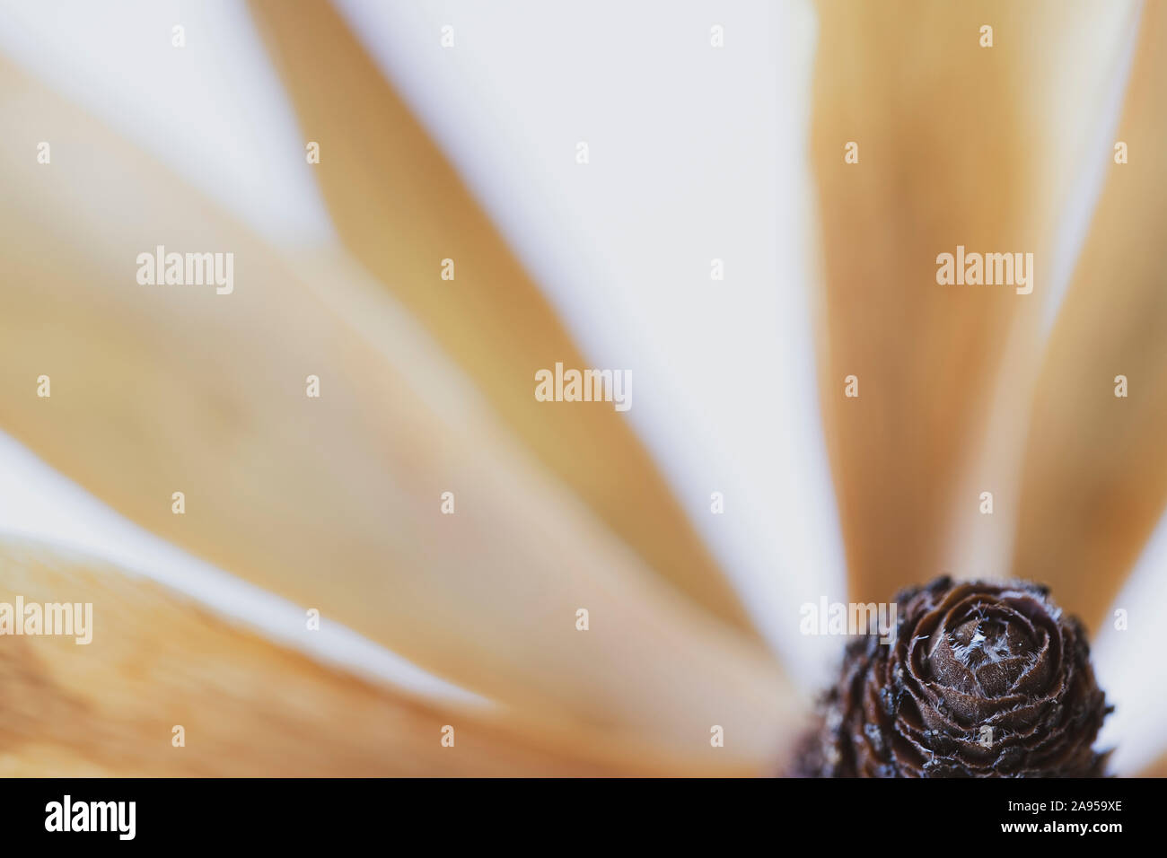 Immagine macro di un fiore essiccato testa contro uno sfondo bianco Foto Stock